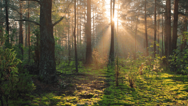 Barnsjöns naturreservat i Tyresö – skog, vatten och friluftsliv