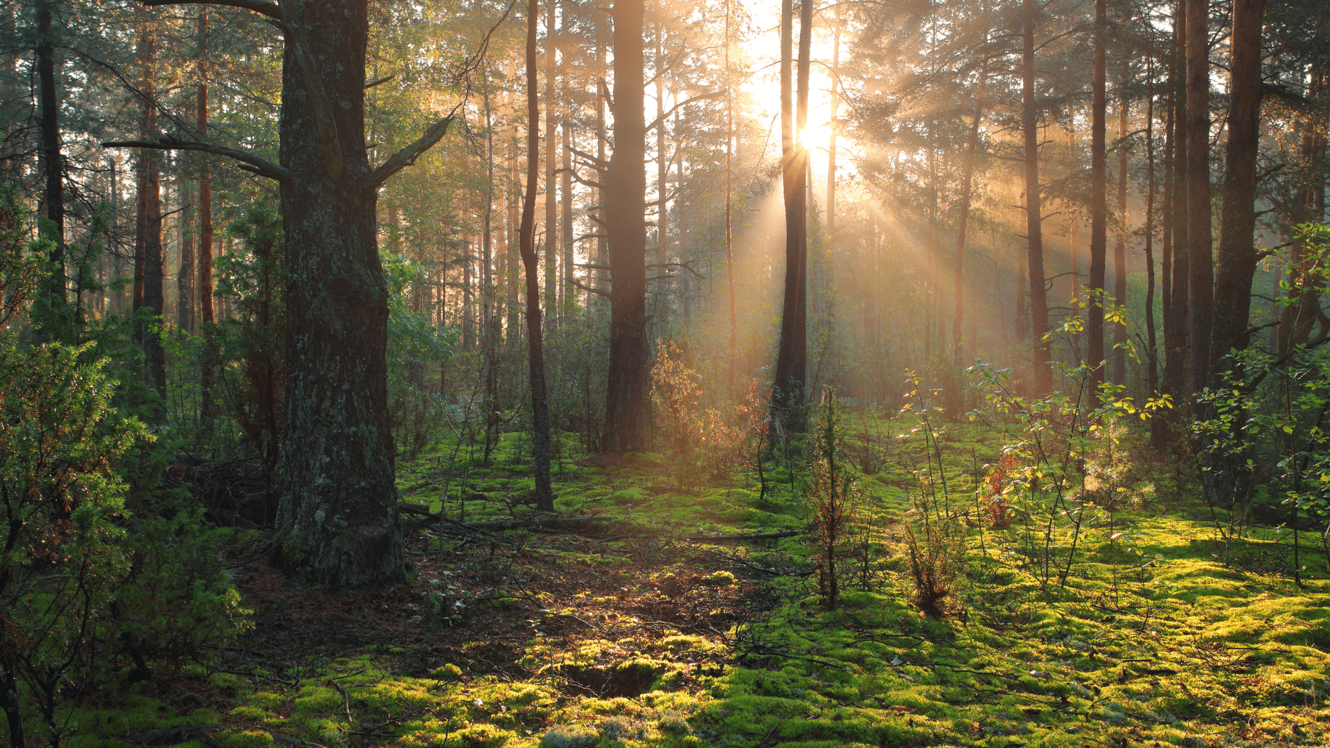 Barnsjöns naturreservat i Tyresö – skog, vatten och friluftsliv