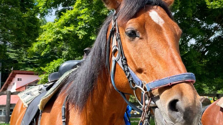 Ridhusverksamhet på Fårdala gård i Tyresö