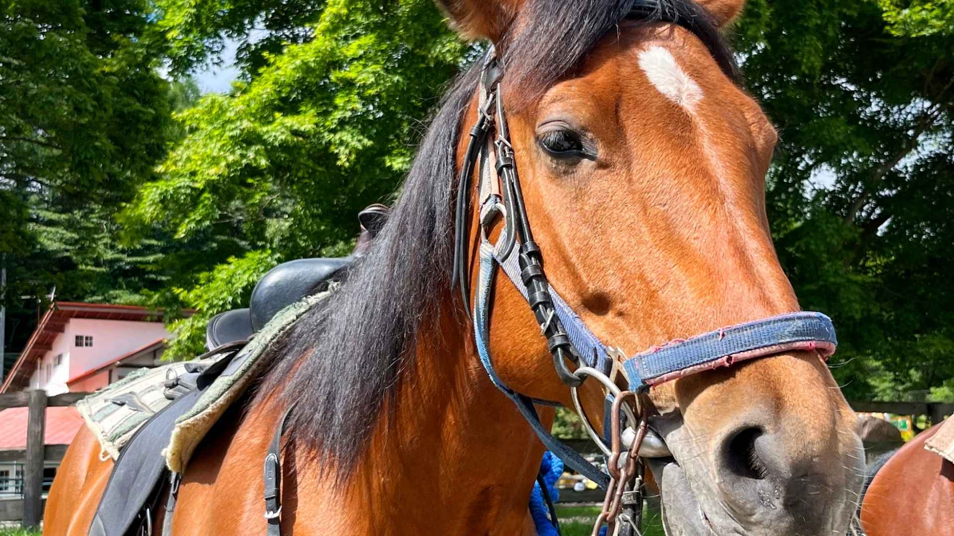 Ridhusverksamhet på Fårdala gård i Tyresö
