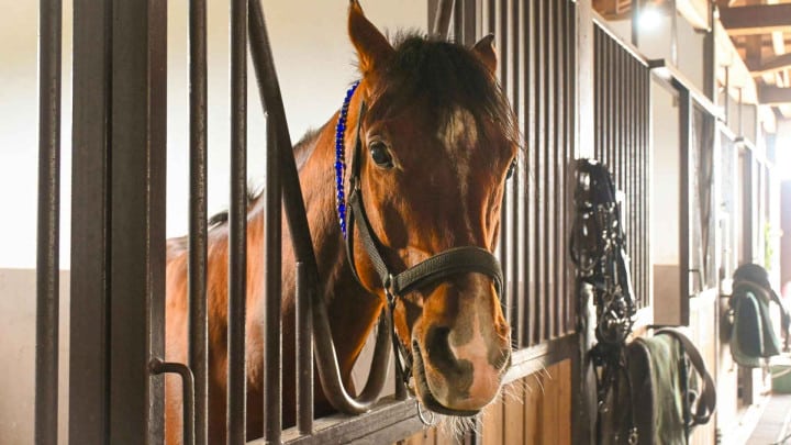 Ridverksamhet i Tyresö – Liberal motion om Uddby gård